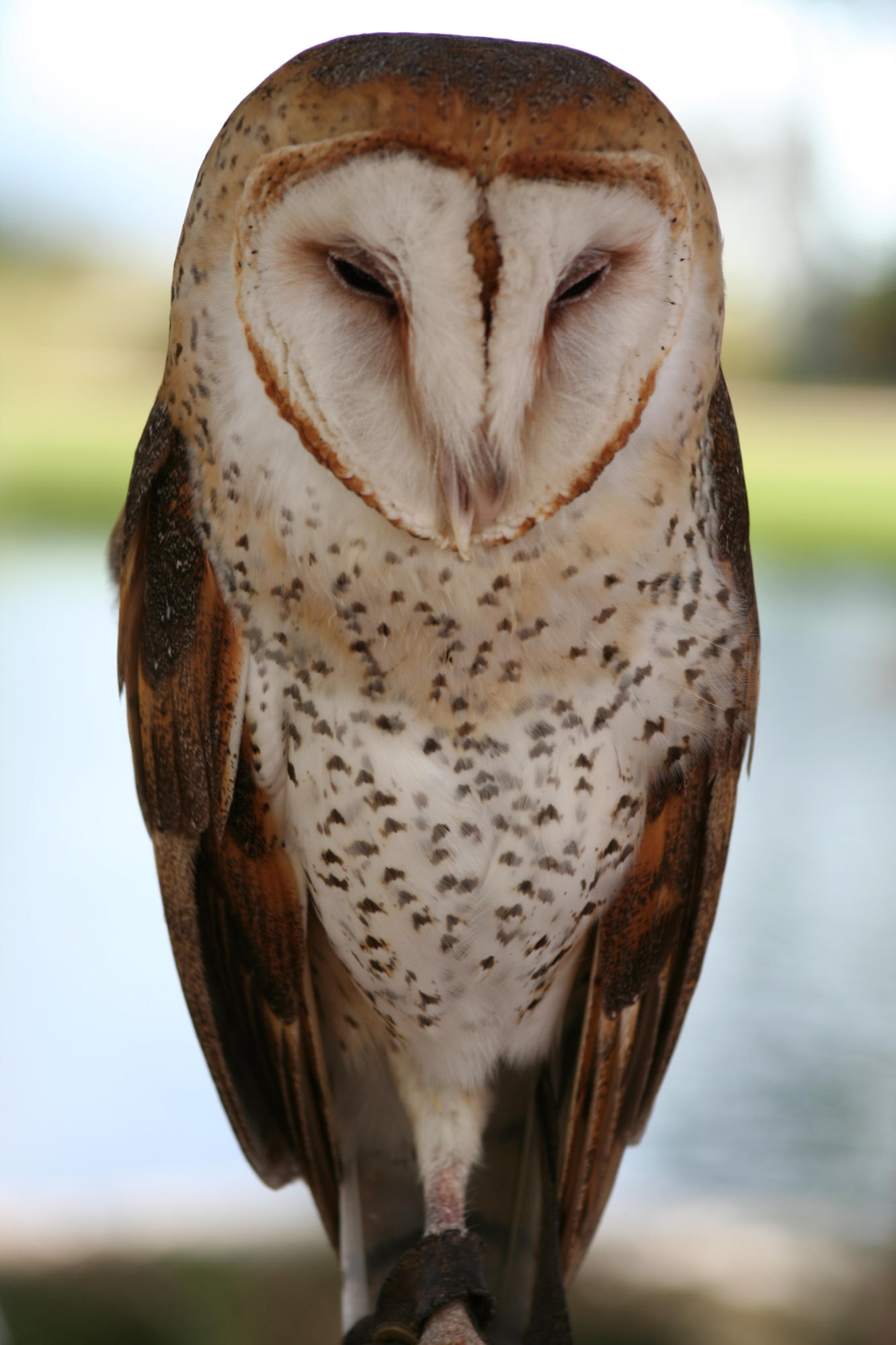 TRADITION PLAT NO 19 - Residential