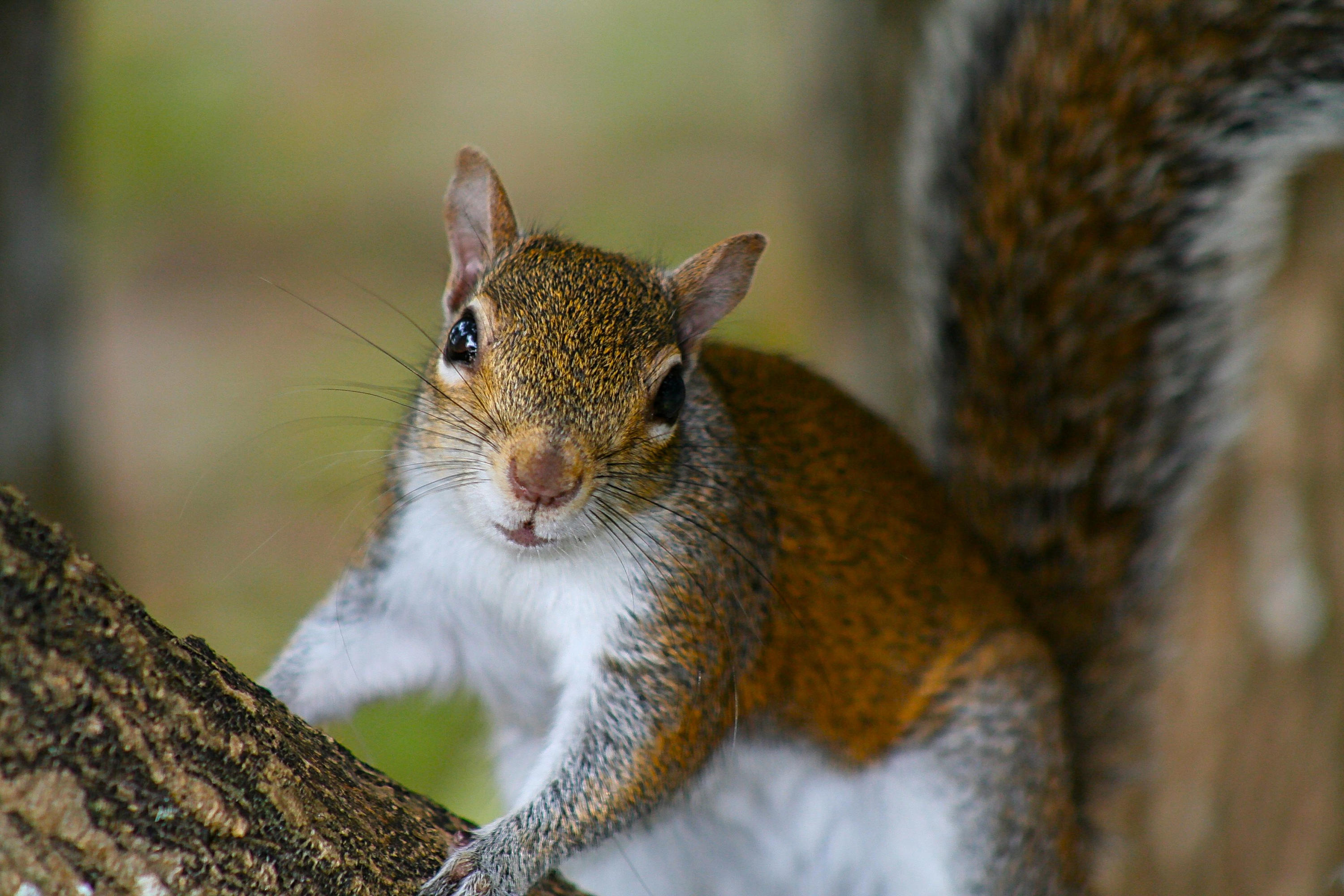 TRADITION PLAT NO 19 - Residential