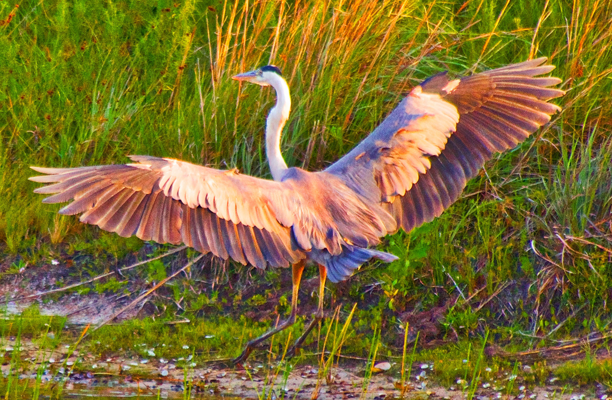 TRADITION PLAT NO 19 - Residential