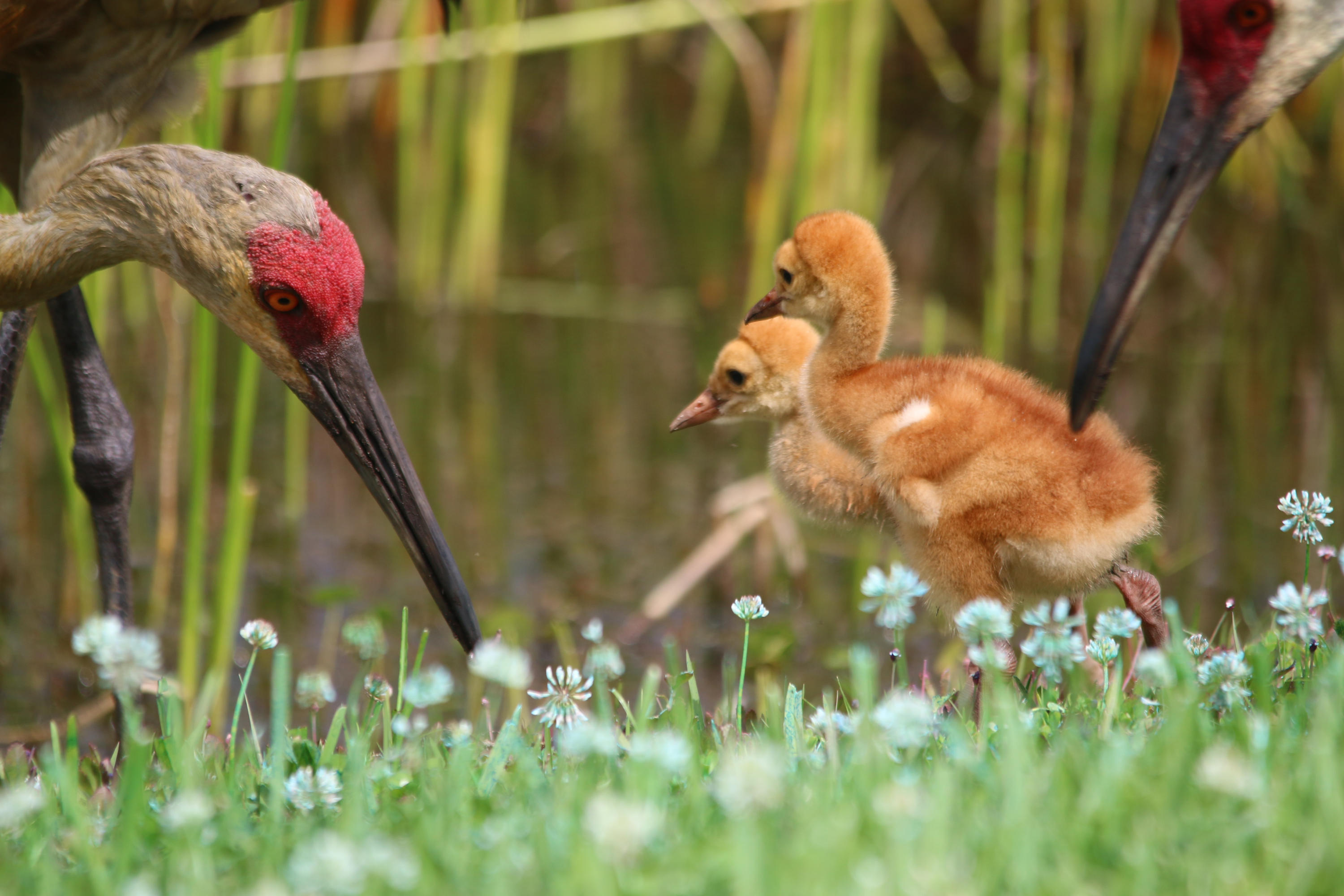 TRADITION PLAT NO 19 - Residential