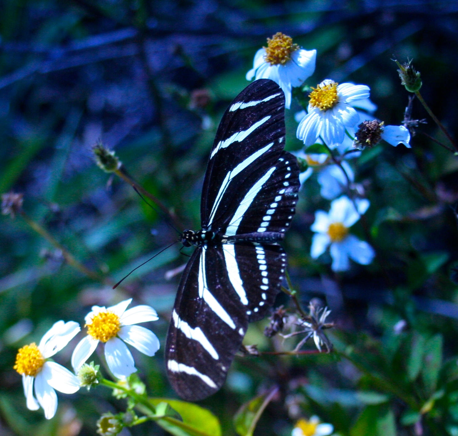 TRADITION PLAT NO 19 - Residential