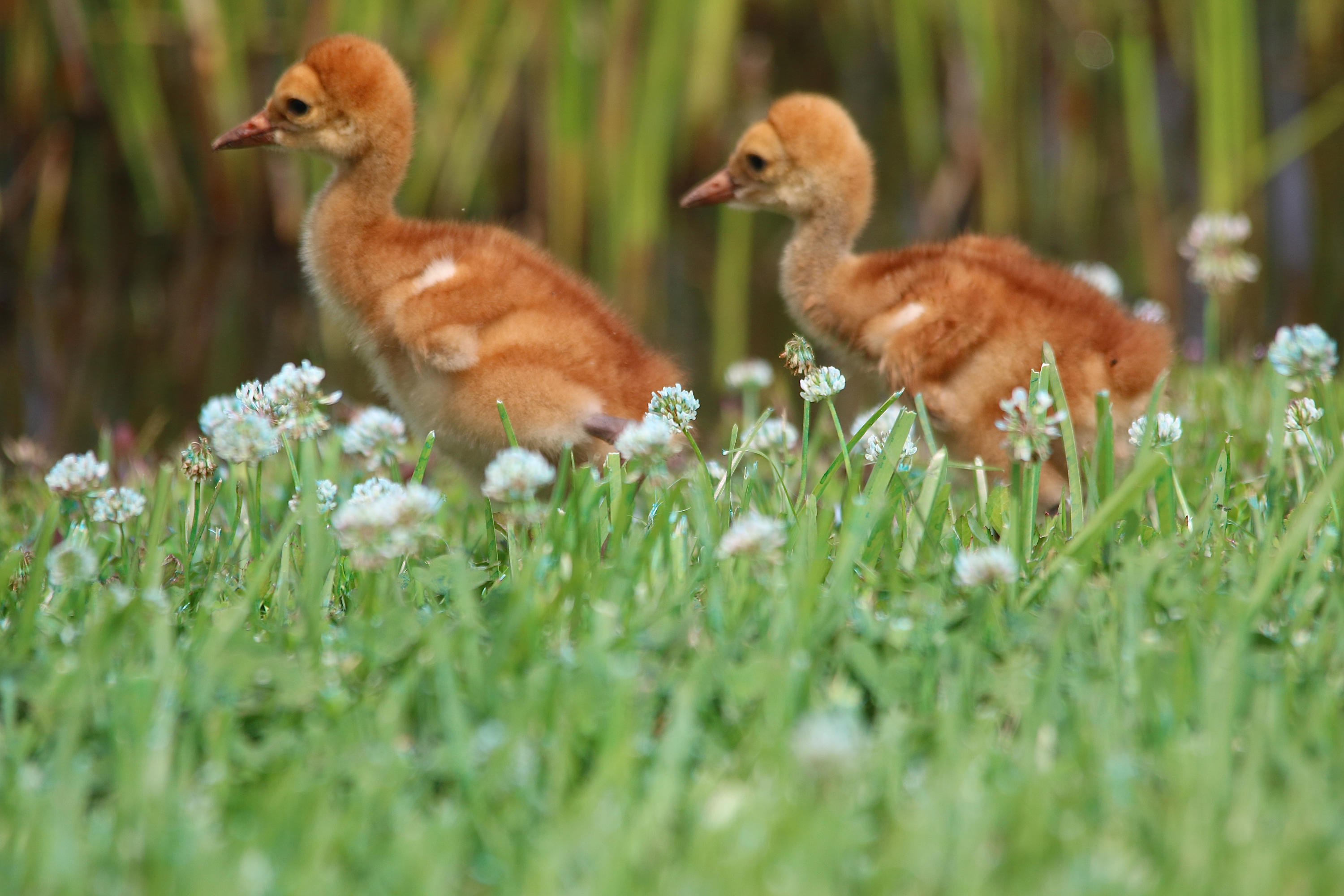 TRADITION PLAT NO 19 - Residential