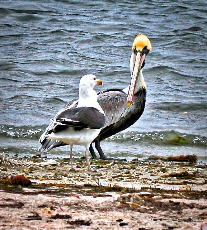 TRADITION PLAT NO 19 - Residential