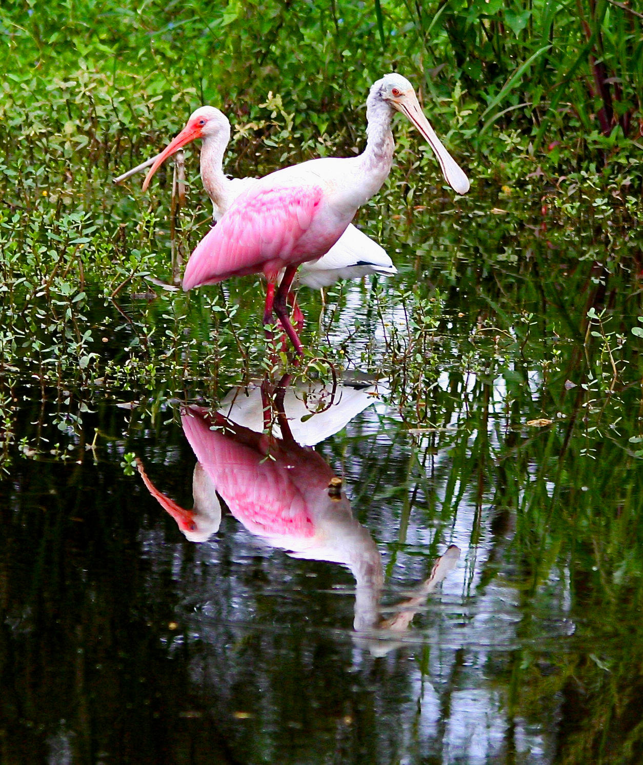 TRADITION PLAT NO 19 - Residential