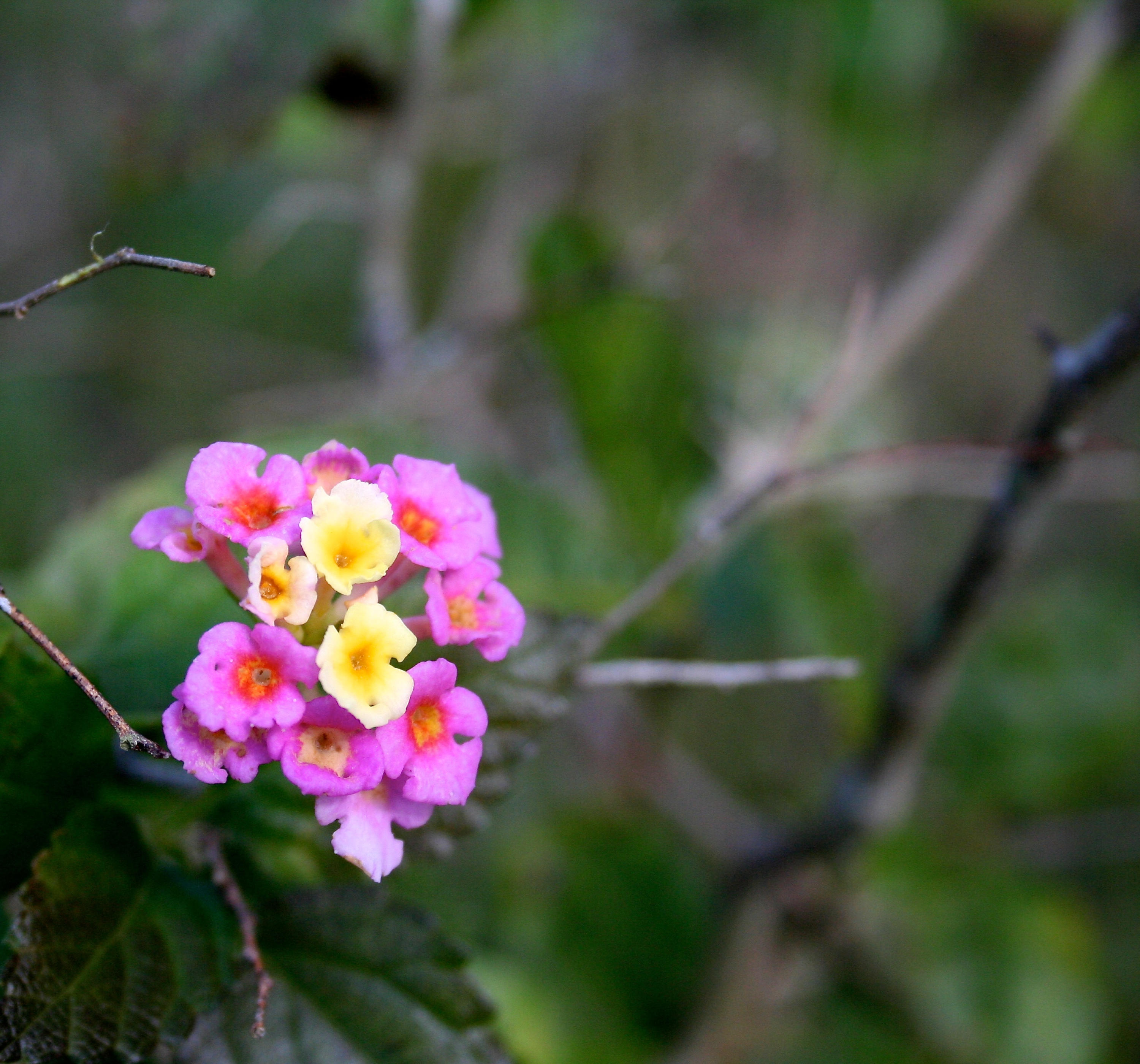 TRADITION PLAT NO 19 - Residential