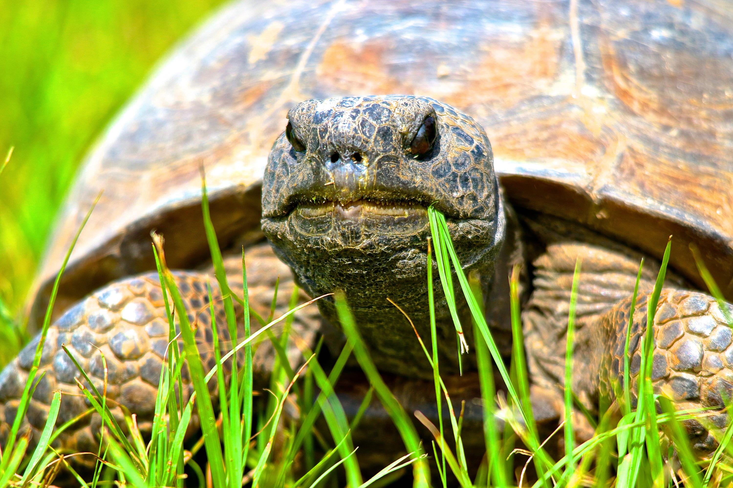 TRADITION PLAT NO 19 - Residential