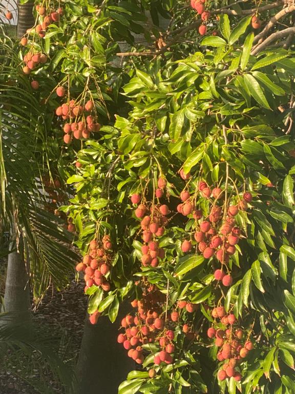 CONFERENCE RIDGE - Residential