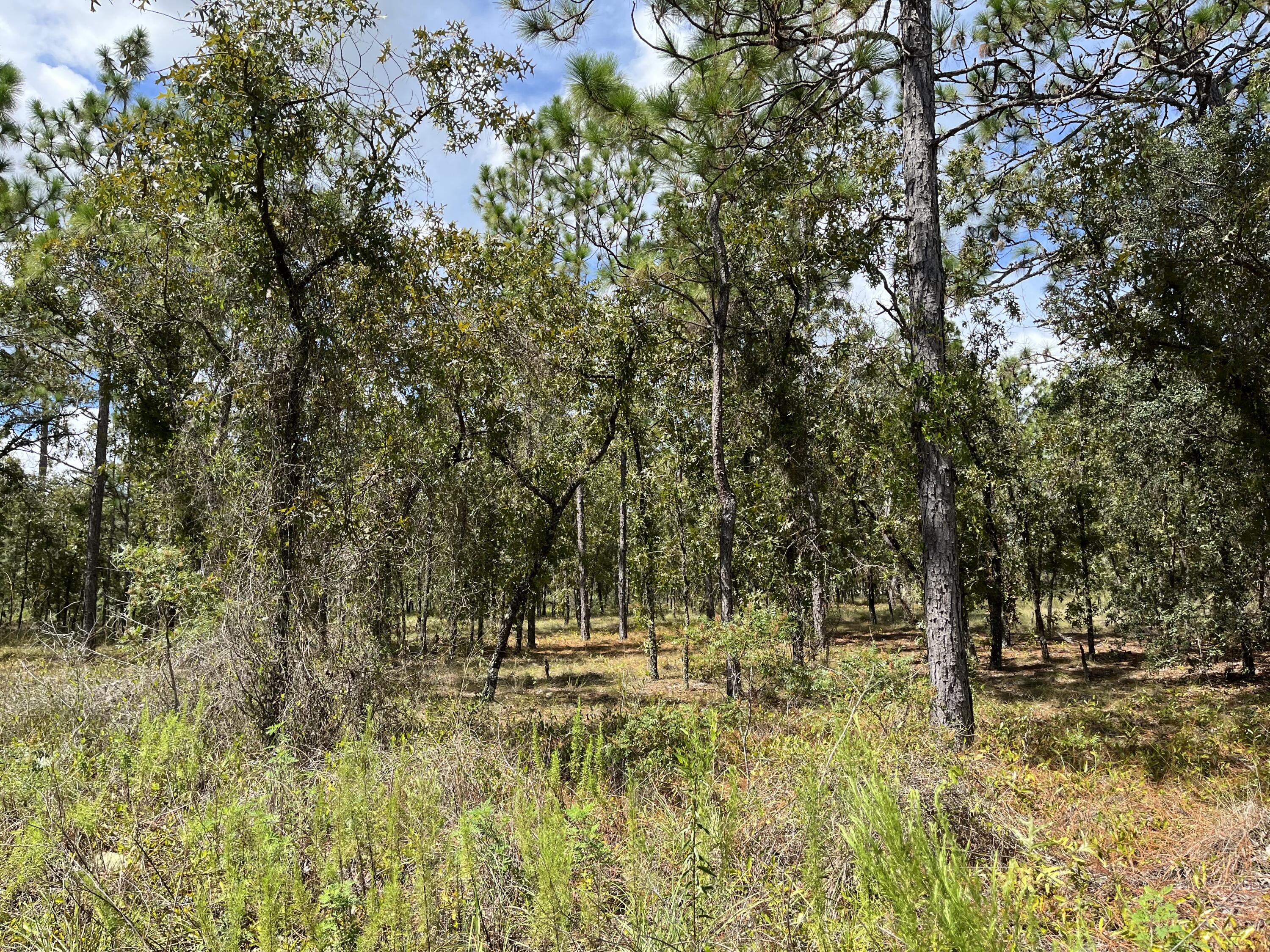 VERY NICE WOODED LOT TO BUILD YOUR DREAM HOME ON 1.1 Acre IN THE BEAUTIFUL COMMUNITY OF RAINBOW ACRES. IN AN AREA OF NEW HOMES. CONVENIENT TO DOWNTOWN DUNNELLON WHERE YOU WILL FIND RESTAURANTS, SHOPPING AND ANTIQUE SHOPS, OCALA, GAINESVILLE, CRYSTAL RIVER, GULF OF MEXICO AND THE BEAUTIFUL. Rainbow Springs State Park is just a short drive away where you can enjoy nature walks among the mature azaleas, bird watching, kayaking and swimming at the head of this pristine first magnitude spring. Whether you're looking to build your dream home or purchase as a future investment this property checks all the boxes. owner financing available.