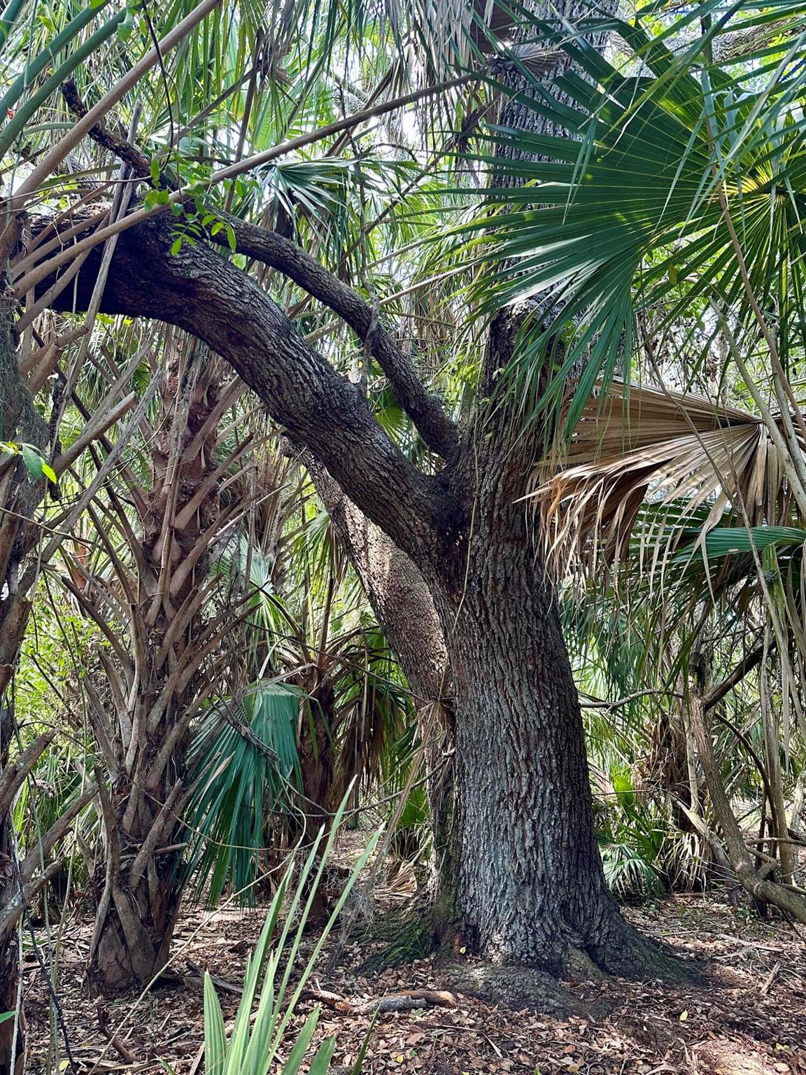 CABBAGE WOODS RANCHES - Land