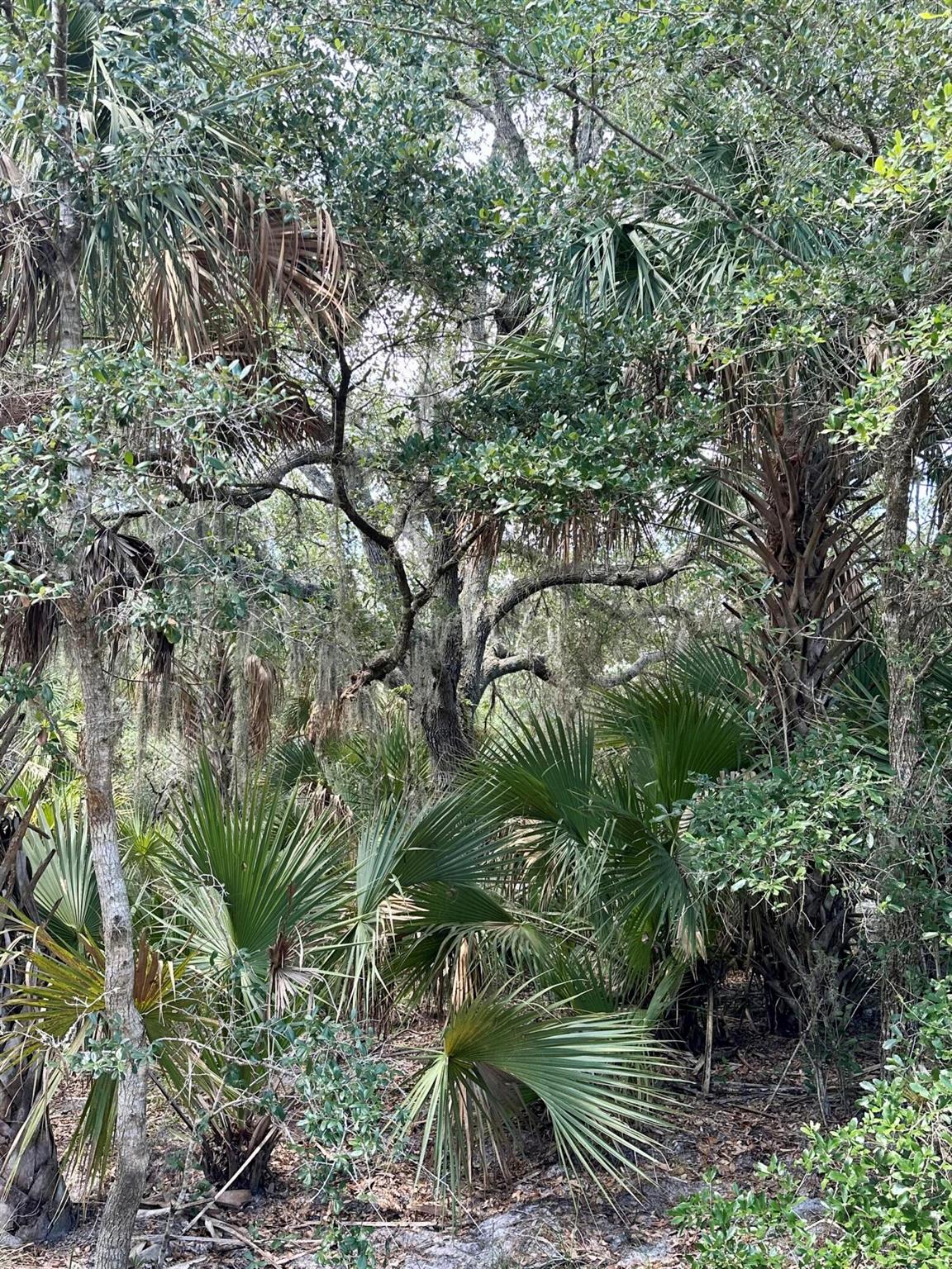 CABBAGE WOODS RANCHES - Land