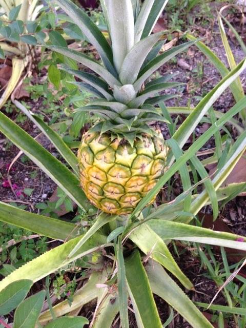 Paradise Gardens Sec 3 72 - Residential