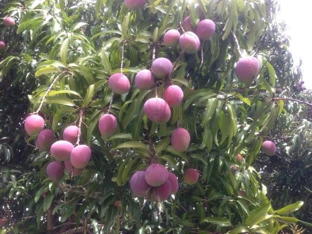 Paradise Gardens Sec 3 72 - Residential