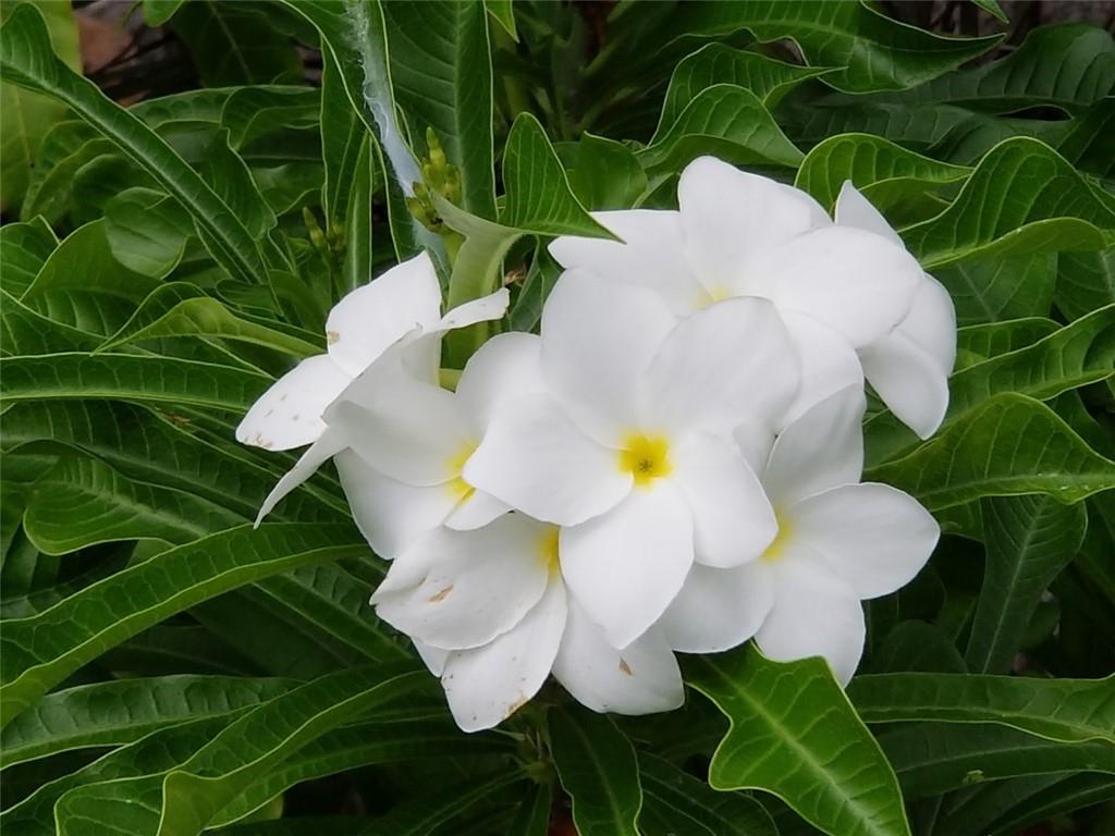 Paradise Gardens Sec 3 72 - Residential