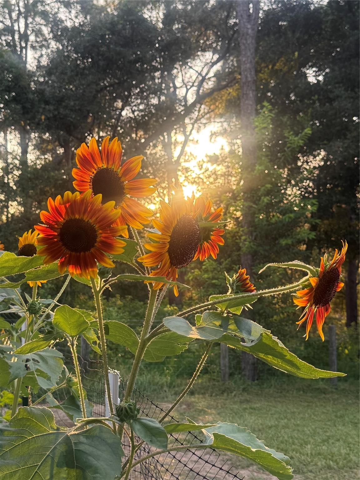 Deerwood - Residential