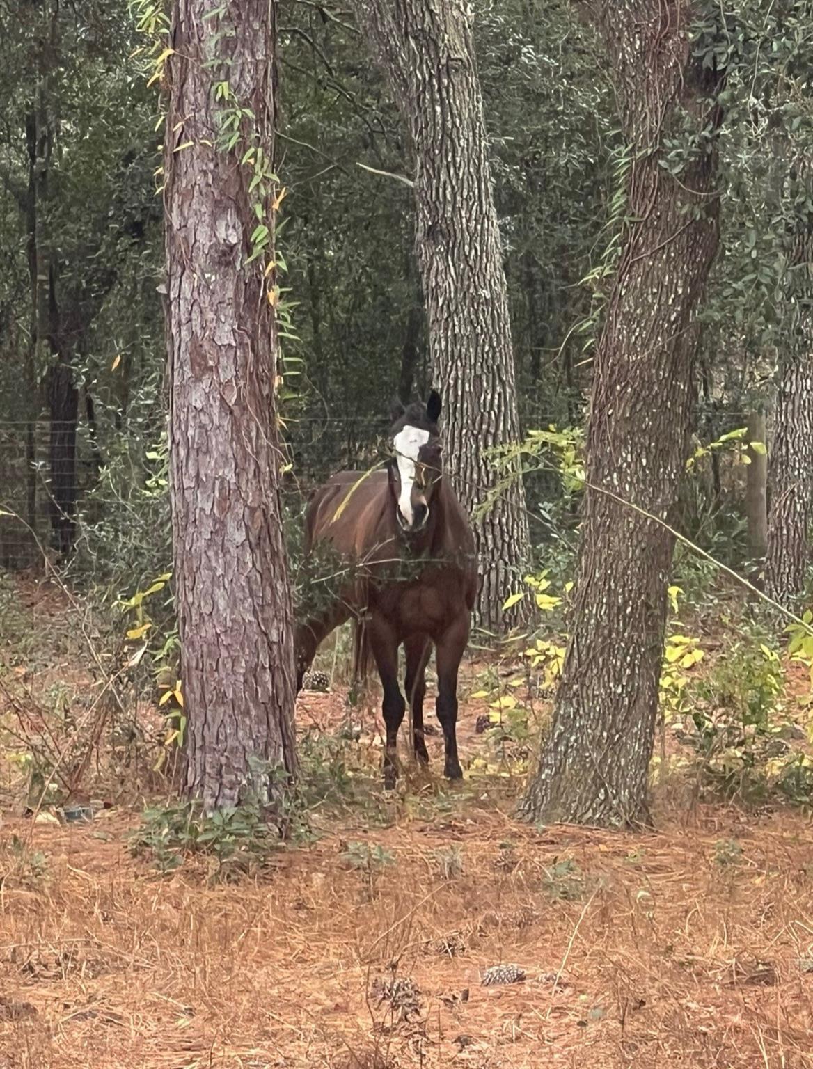 Deerwood - Residential