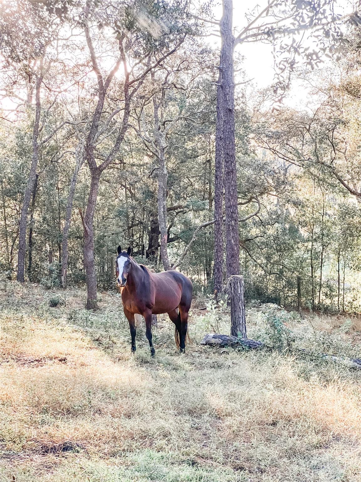 Deerwood - Residential