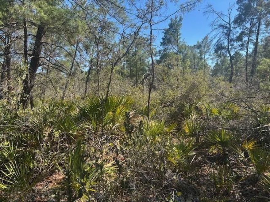 0.23 acres Building lot in Sebring. No neighbors!Owner financing available with only $1,500 down