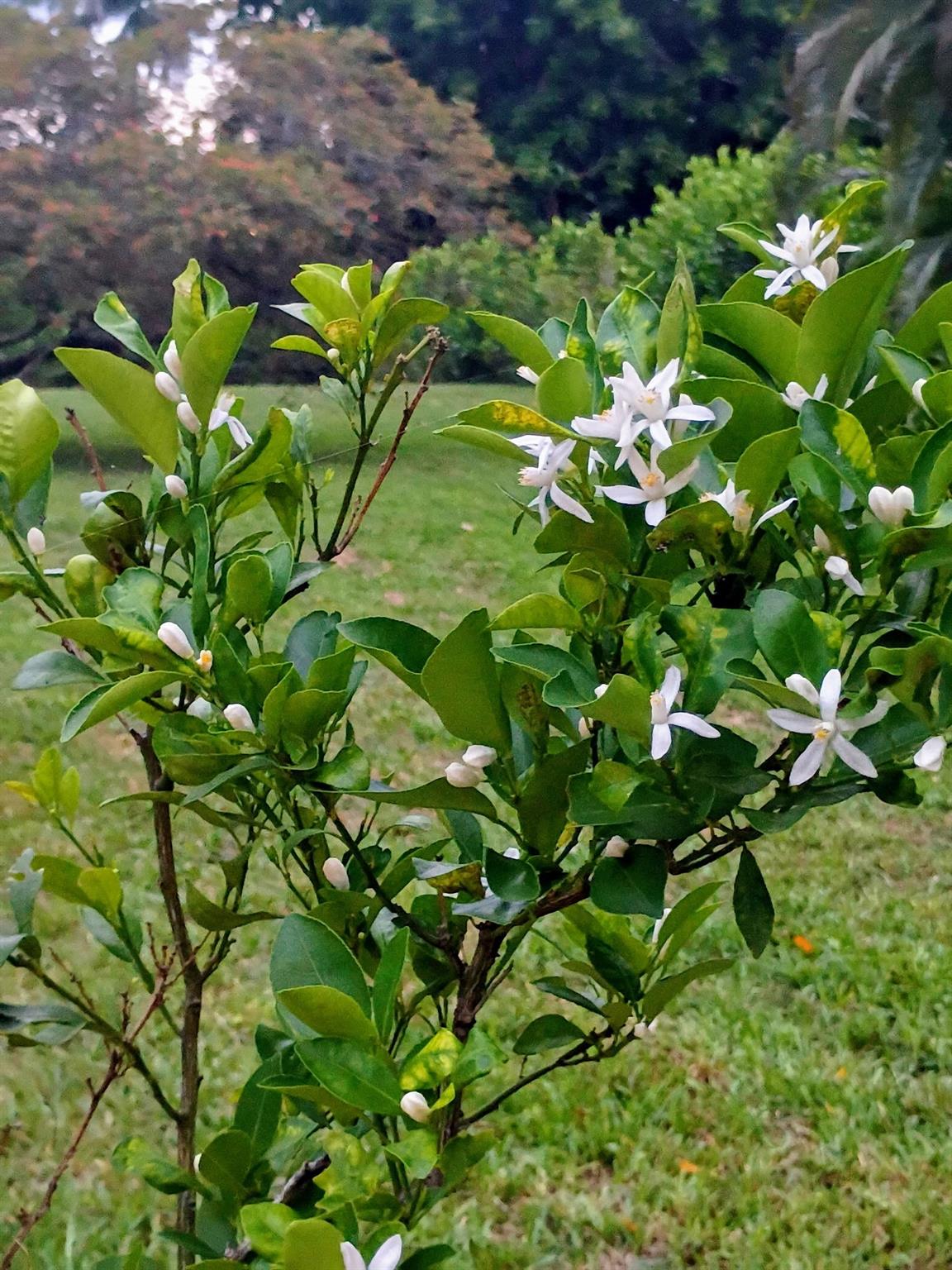 THE HILLS - Residential