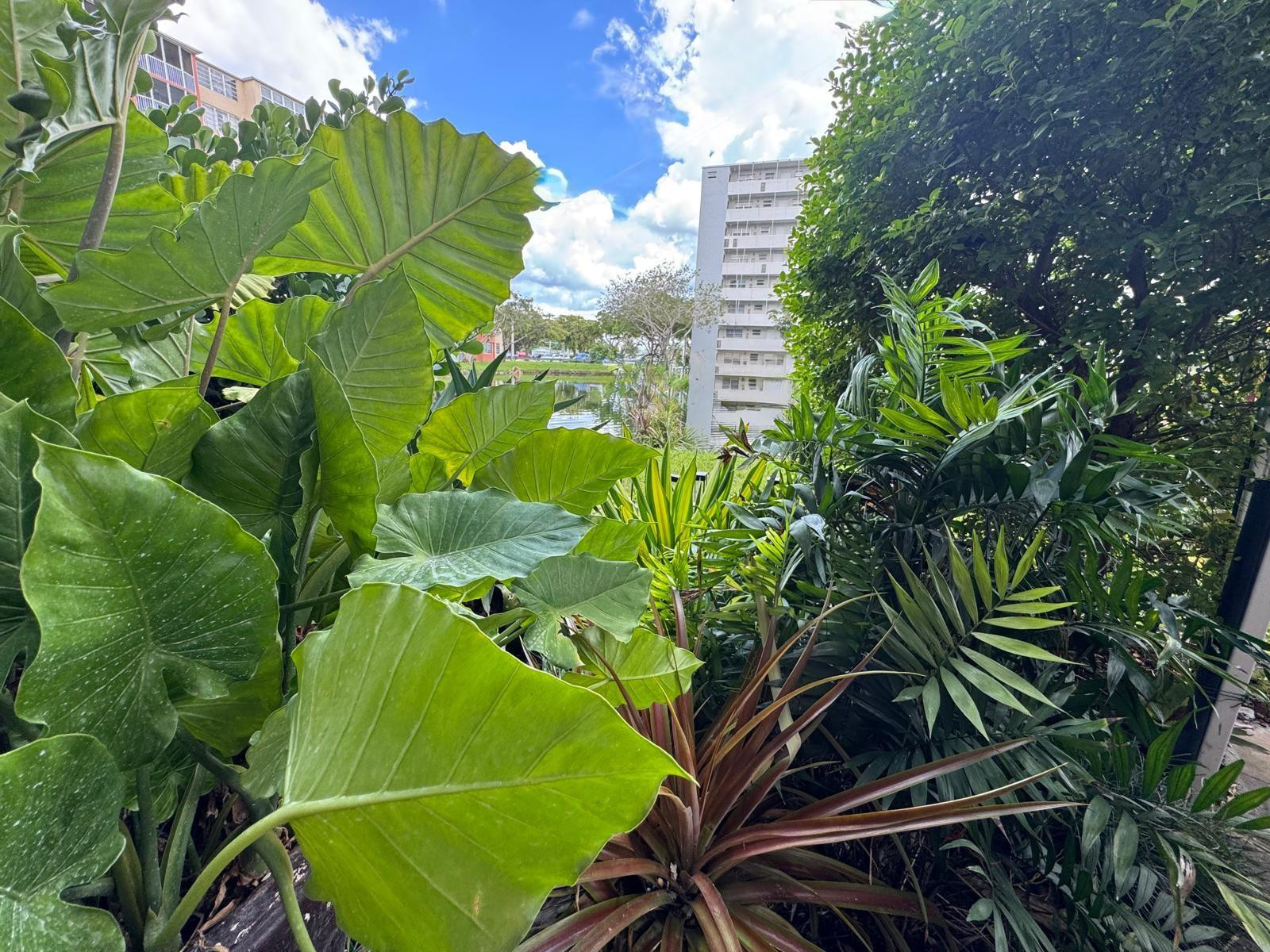 JADE WINDS GROUP CAMELLIA - Residential