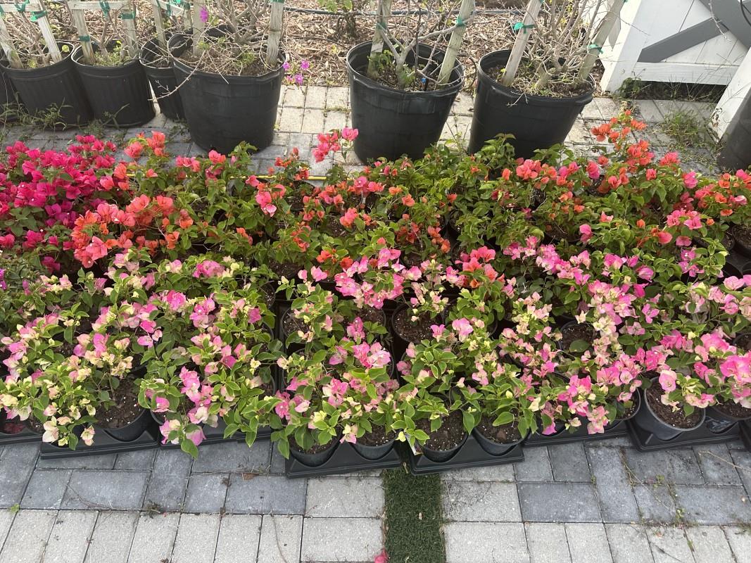 Bougainvillea Plant Nursery For lease, 2 acres of assorted Bougainvillea plants and assorted Bromeliads. Feel free to add your own touch of inventory as well. Nursery very nicely decorated with lots of lighting, pergolas, pavers, fountains, and architectural frameless church. Fill up the space with all the plants you want to sell.....