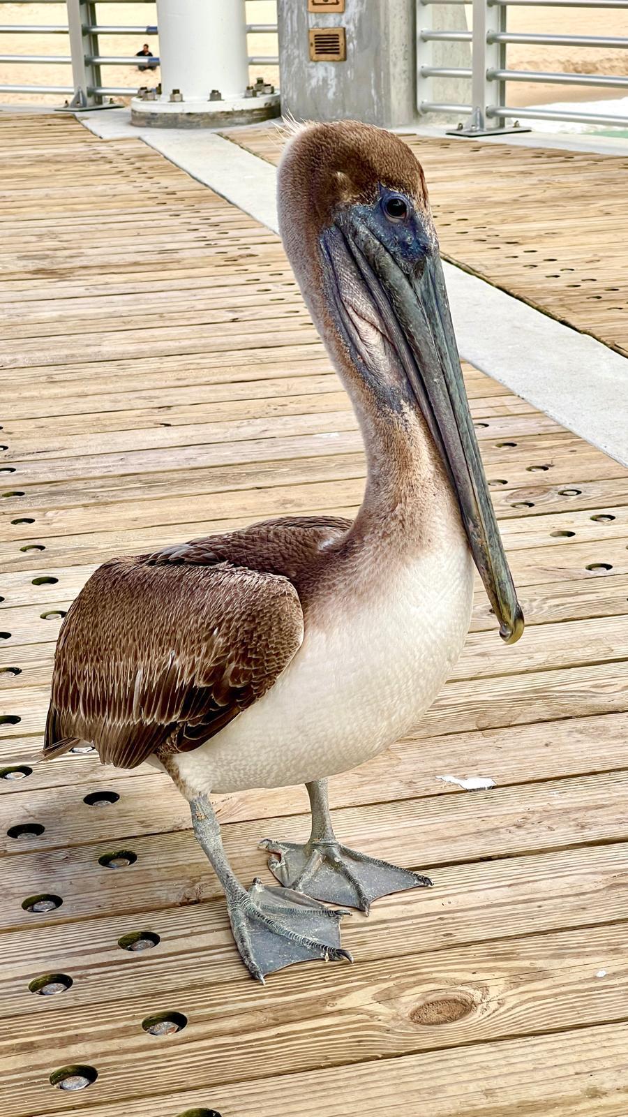 POMPANO BY THE SEA CONDO - Residential