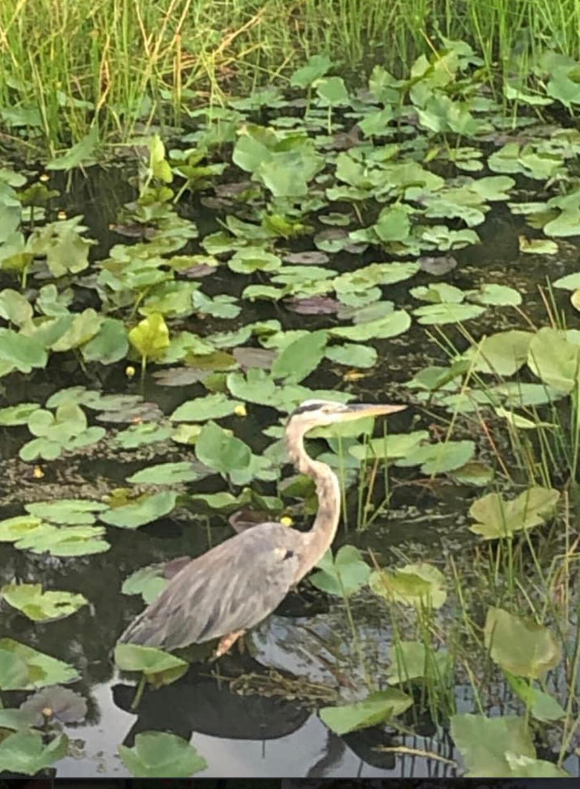 CALOOSA - Residential