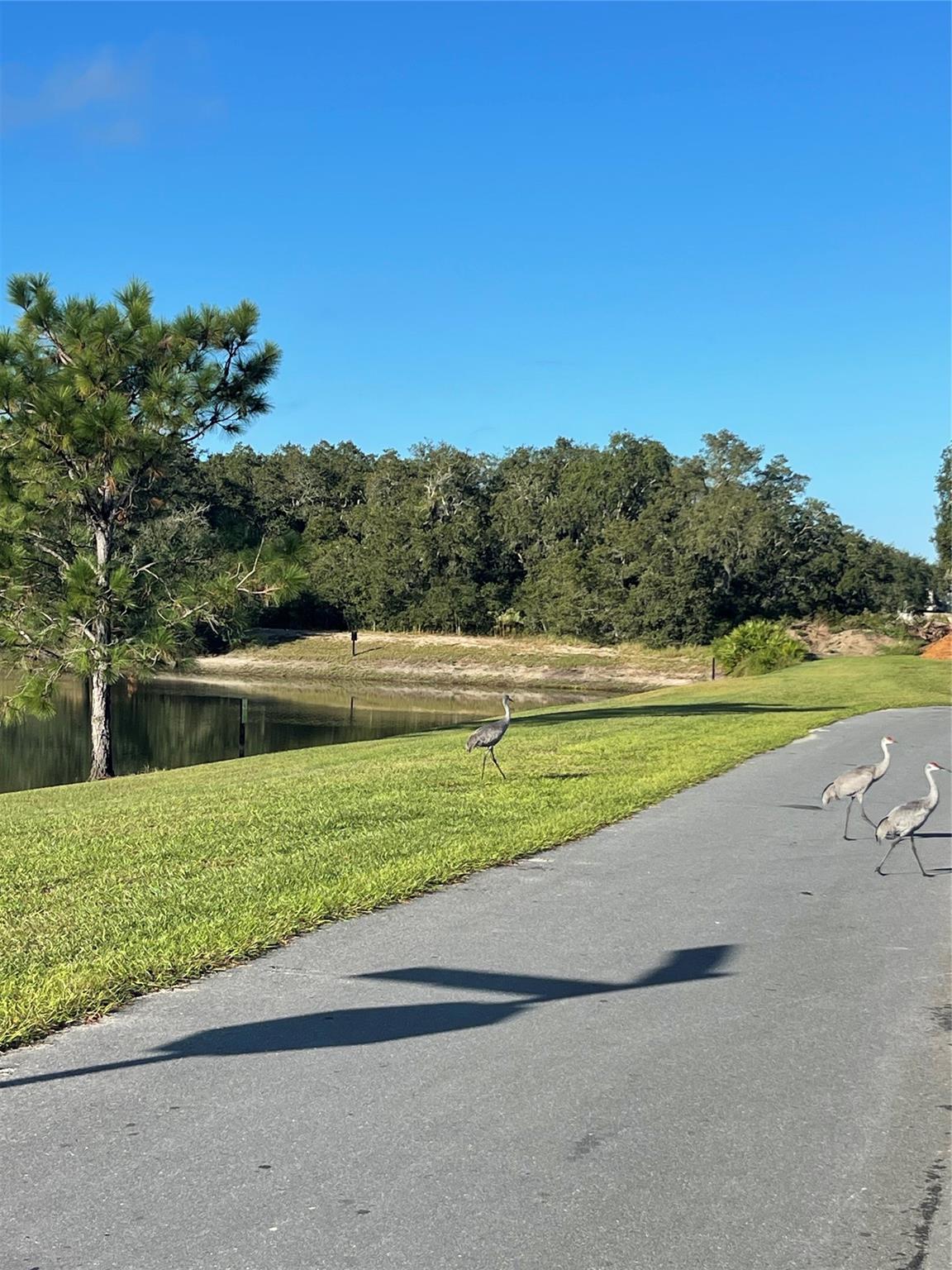 Hidden Forest - Residential
