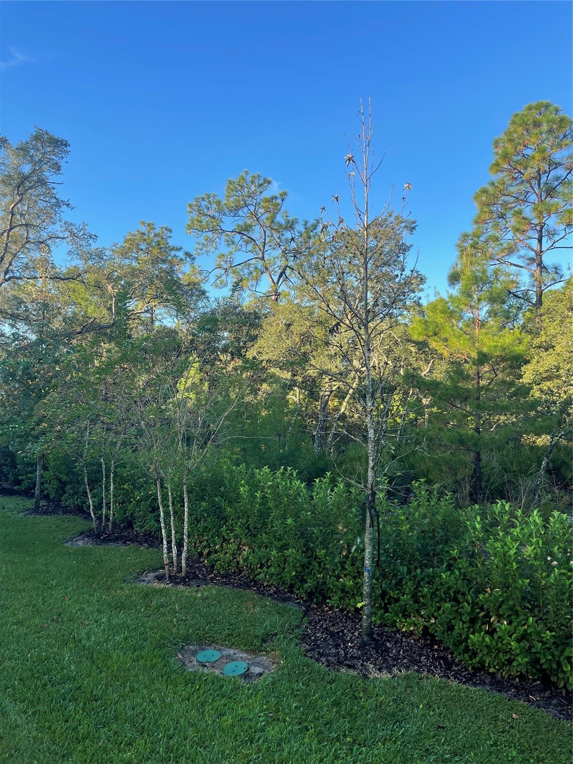 Hidden Forest - Residential