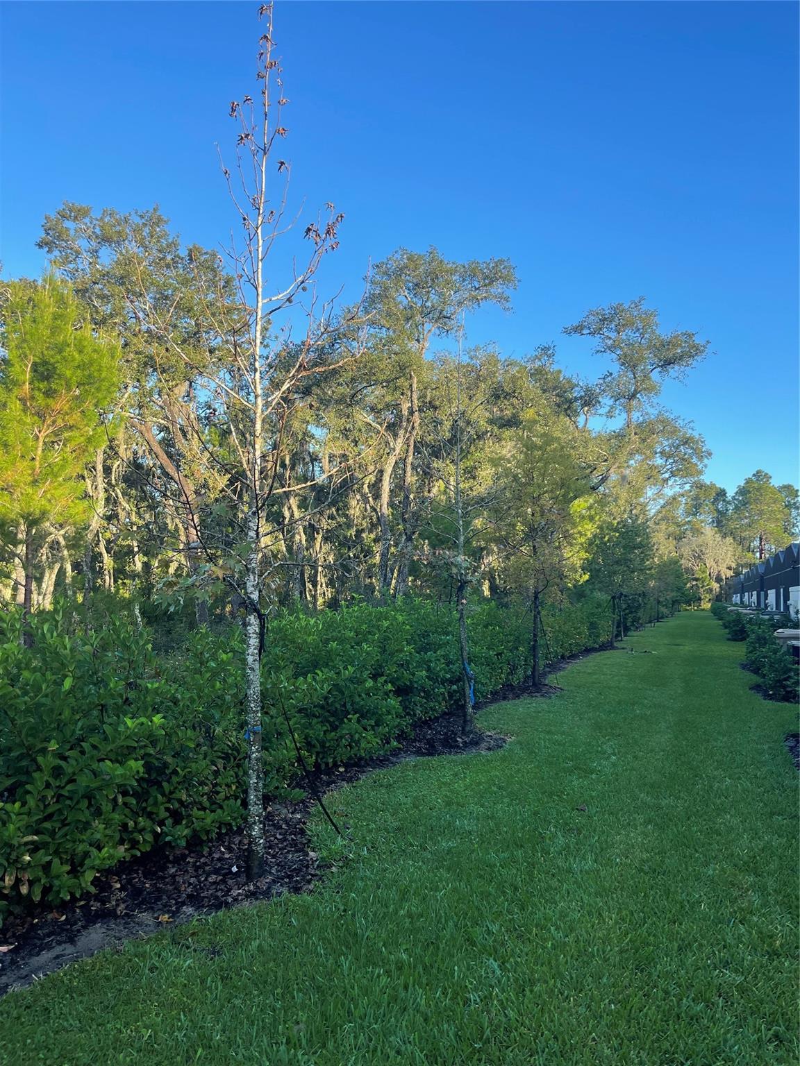 Hidden Forest - Residential