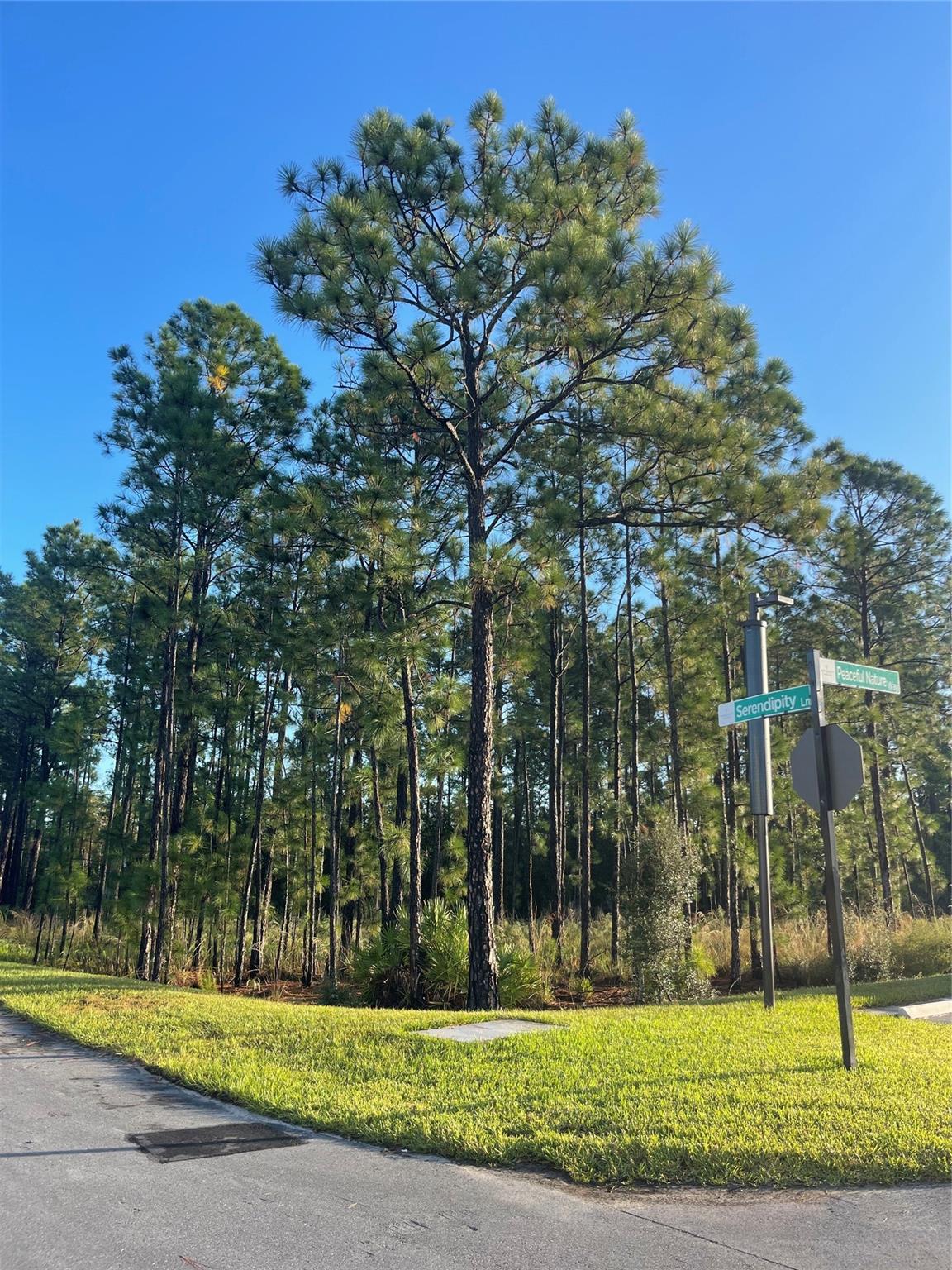 Hidden Forest - Residential