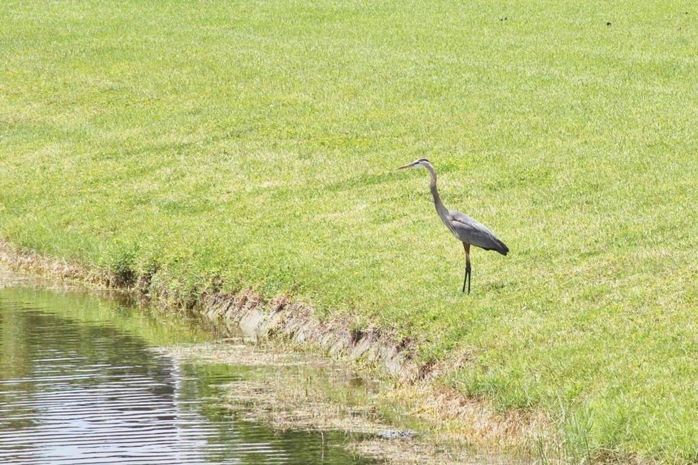 COVENTRY CONDO - Residential