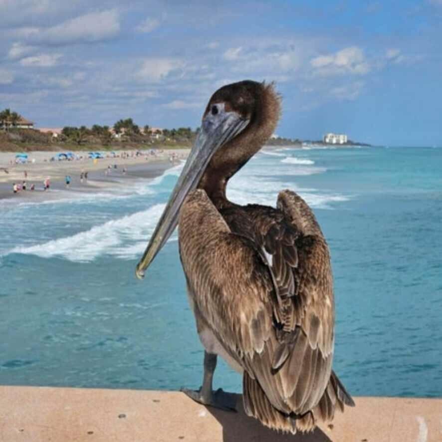 SEA COLONY CONDO - Residential