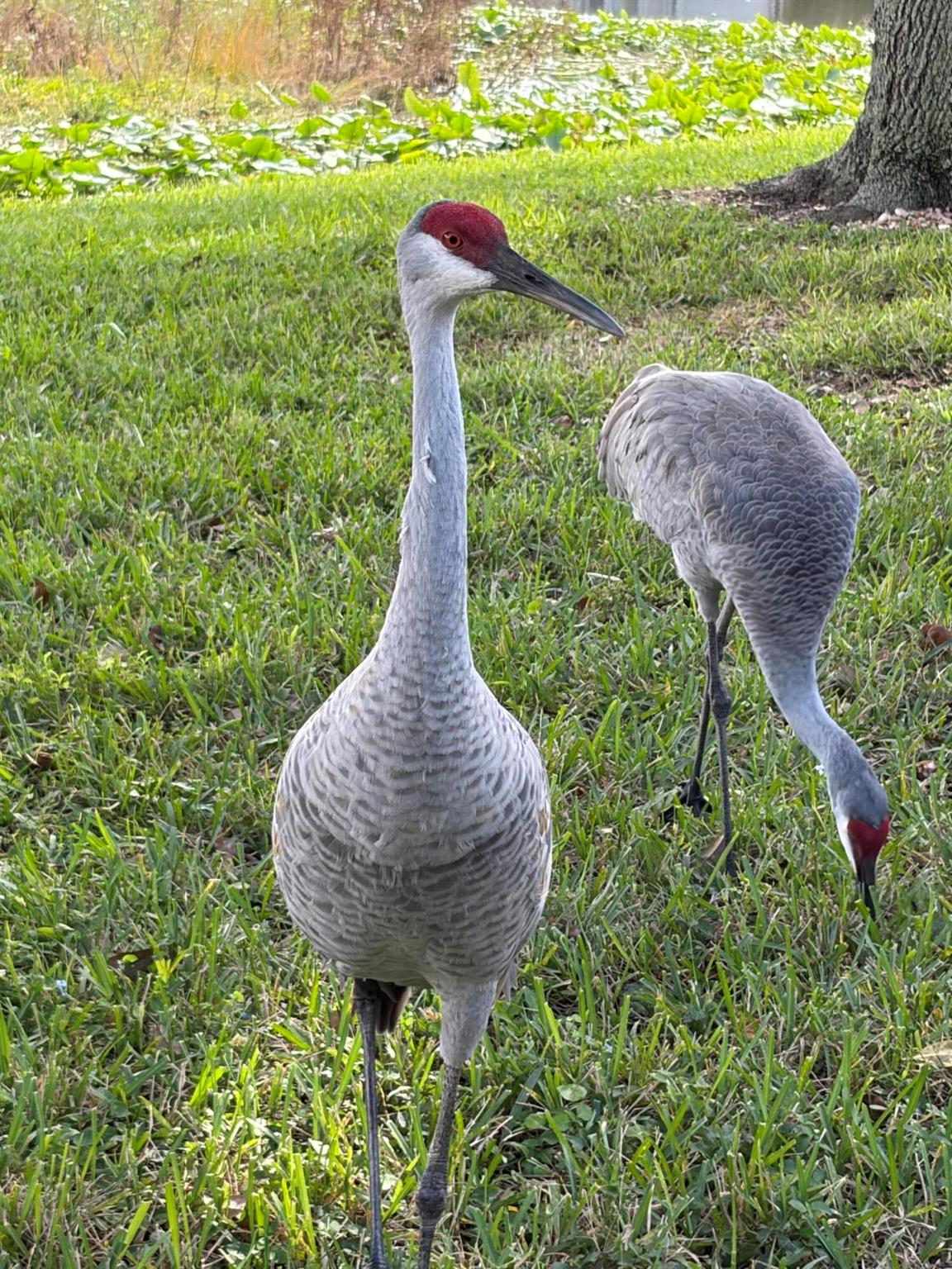 Bellaggio - Residential