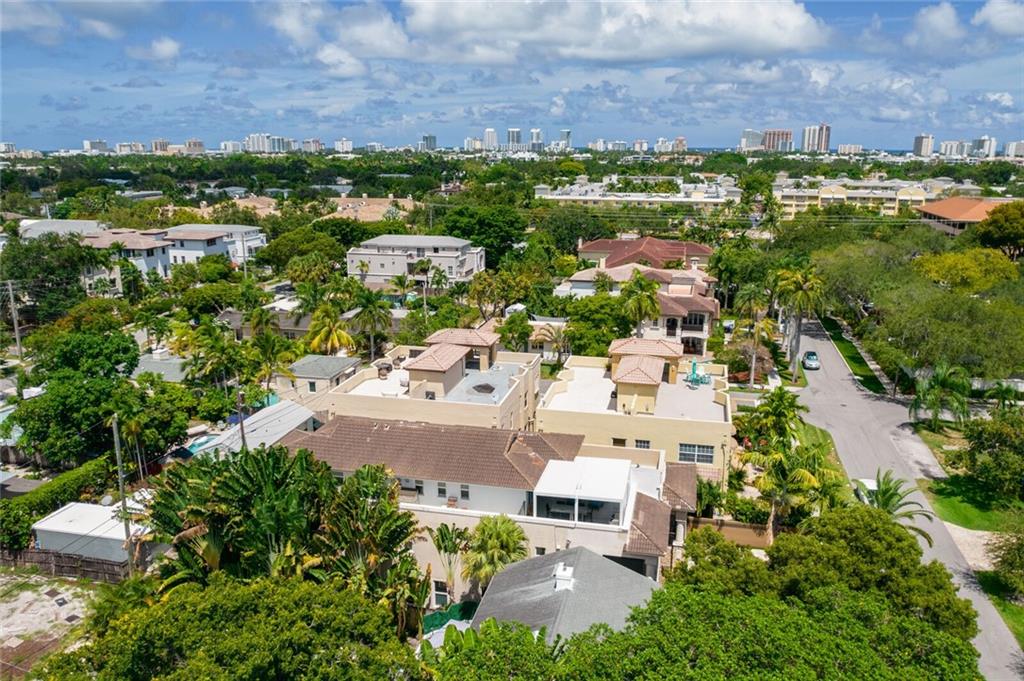 Canary Palm - Residential