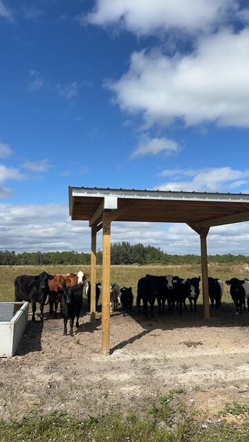 BOX RANCH GROVES - Land