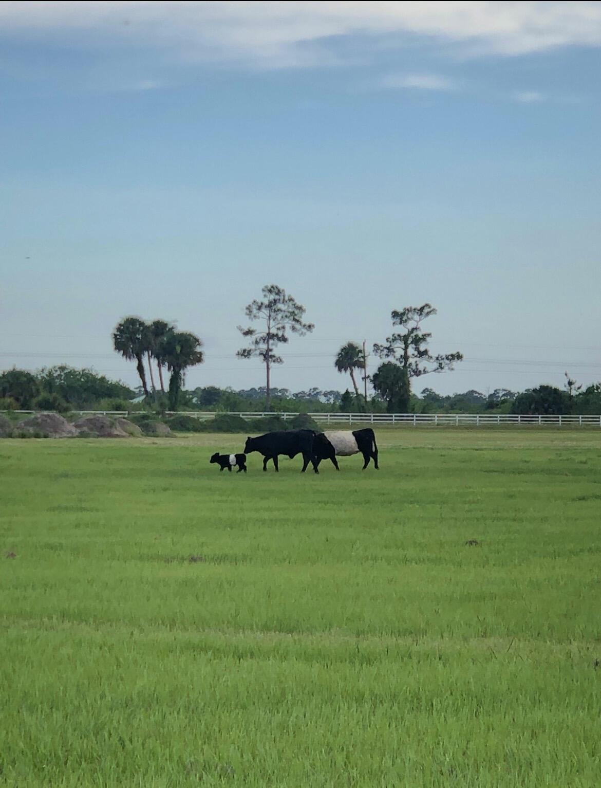 BOX RANCH GROVES - Land