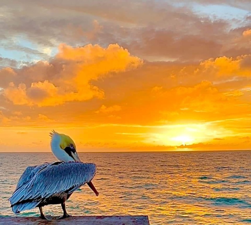 OCEAN MONARCH - Residential