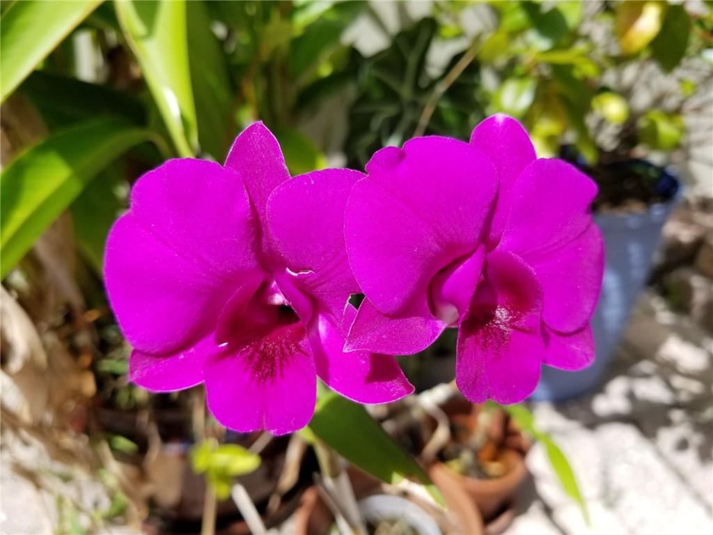 Mandarin Isle Add 69-13 B - Residential Income