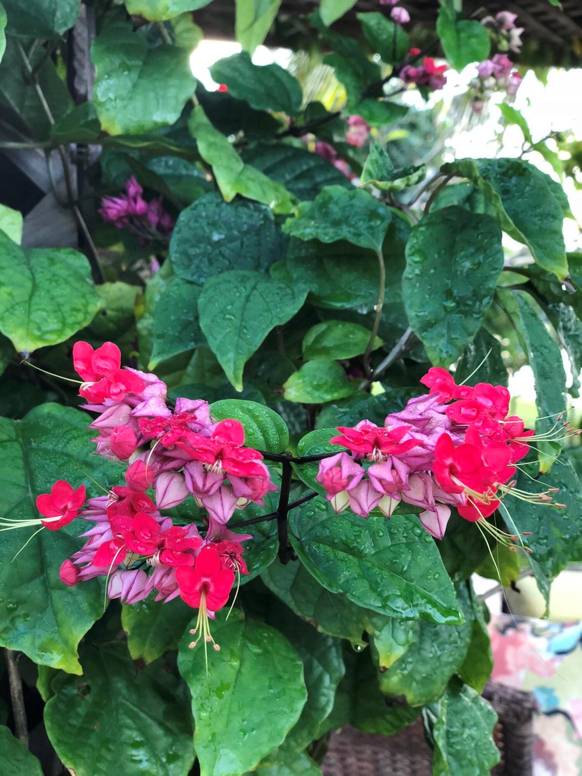 RIVERWALK - Residential