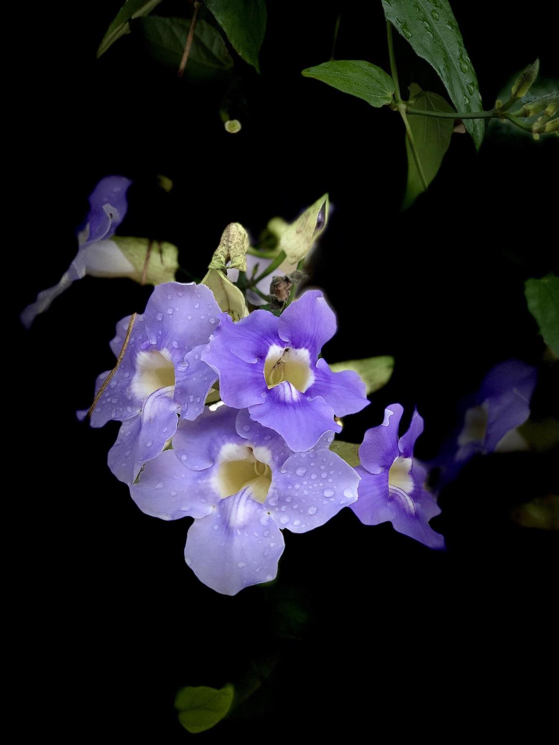 RIVERWALK - Residential