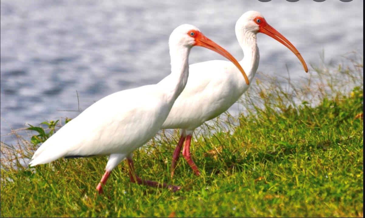 RIVERWALK - Residential