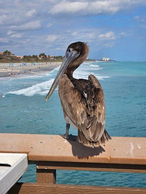 SEA COLONY CONDO - Residential