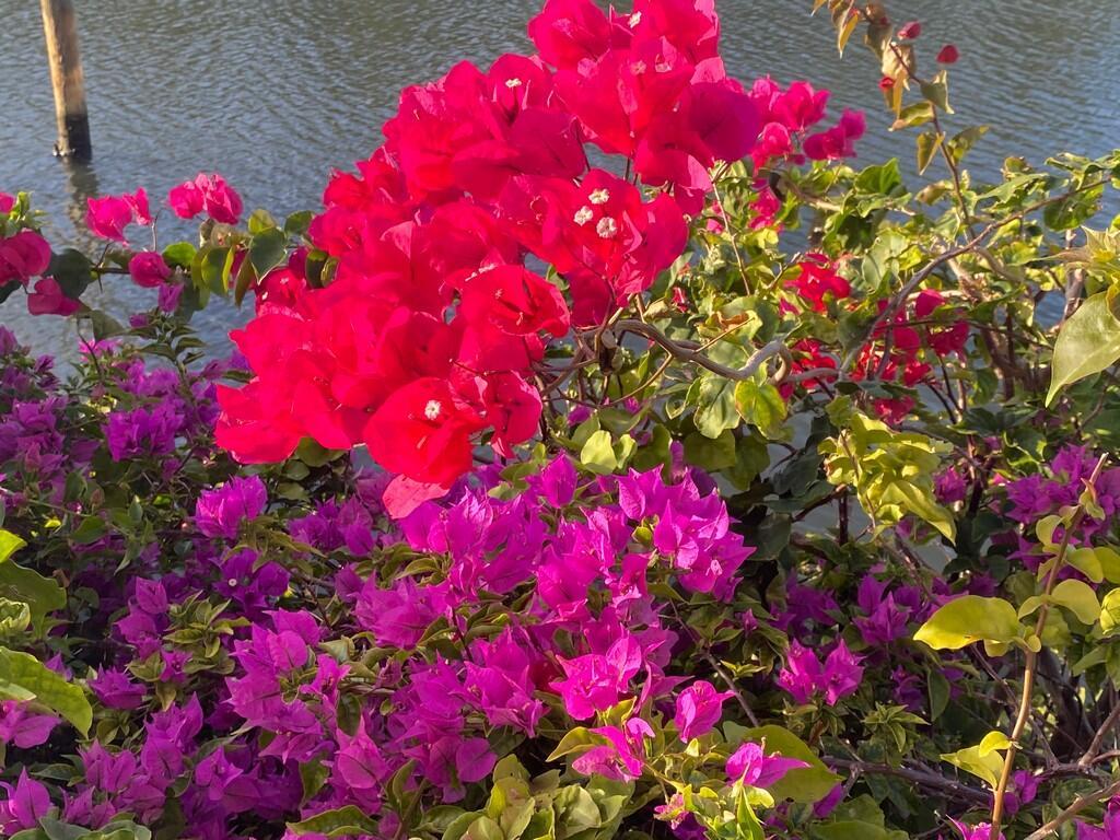 Rigels Cove - Residential