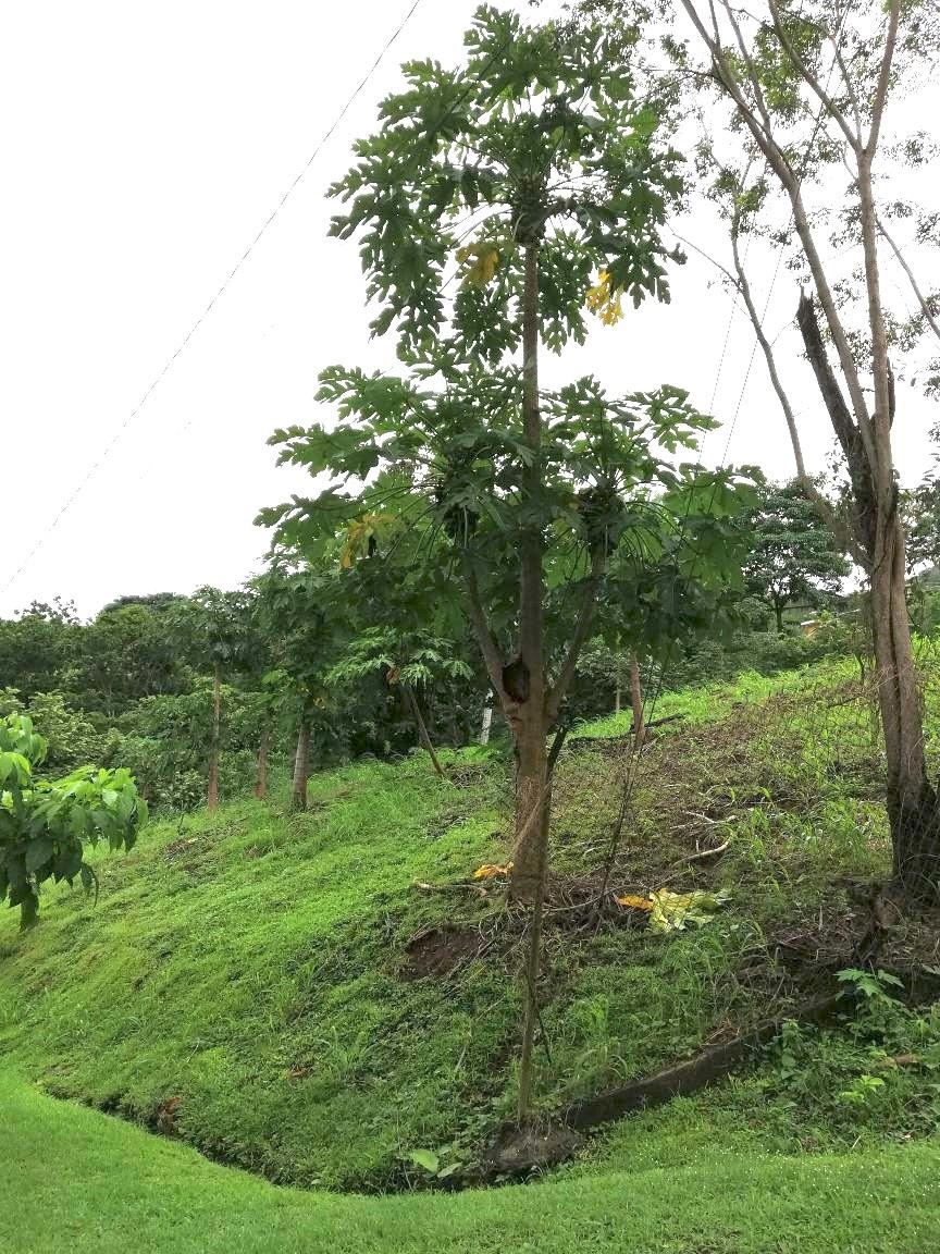 URBANIZACION LAS CUMBRES - Land