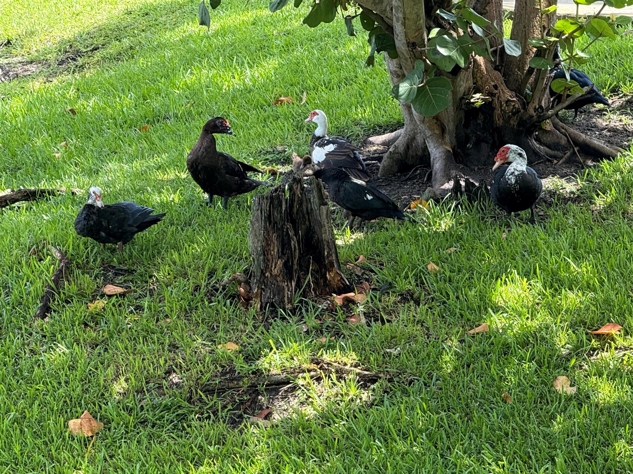 LAKESIDE VILLAGE CONDO 10 - Residential