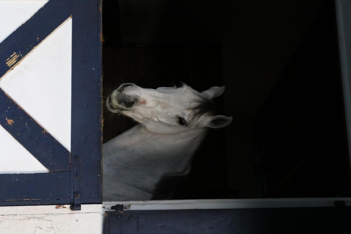 PADDOCK PARK 2 OF WELLINGTON - Land