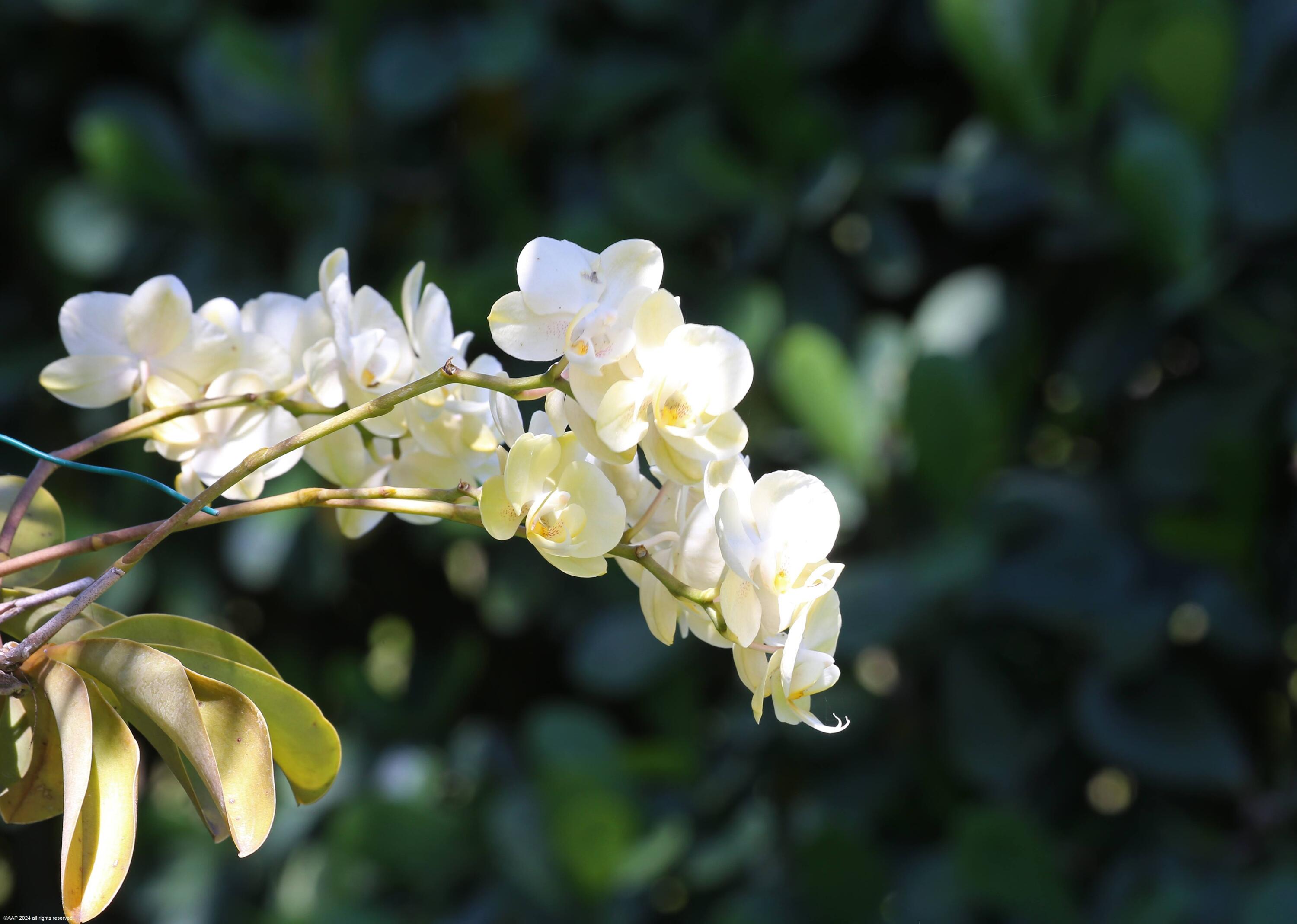 EQUESTRIAN CLUB ESTATES 1 - Residential