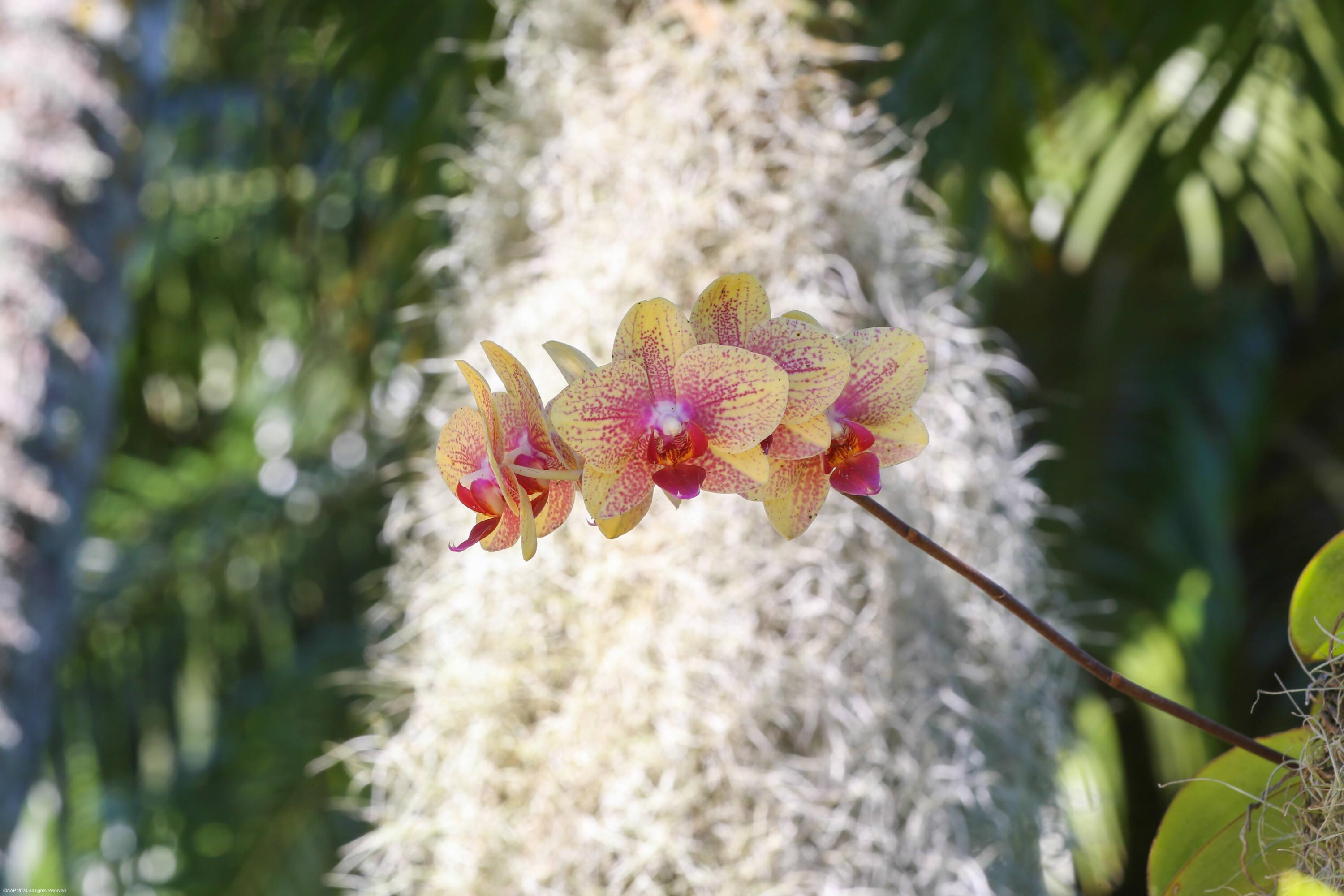 EQUESTRIAN CLUB ESTATES 1 - Residential