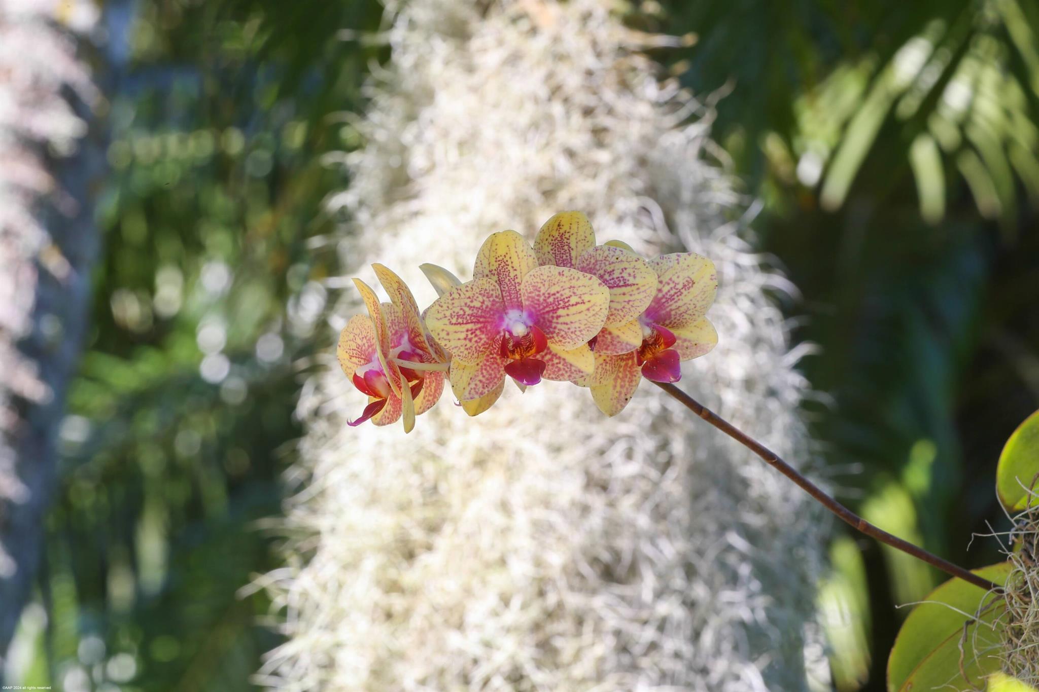 EQUESTRIAN CLUB ESTATES 1 - Residential