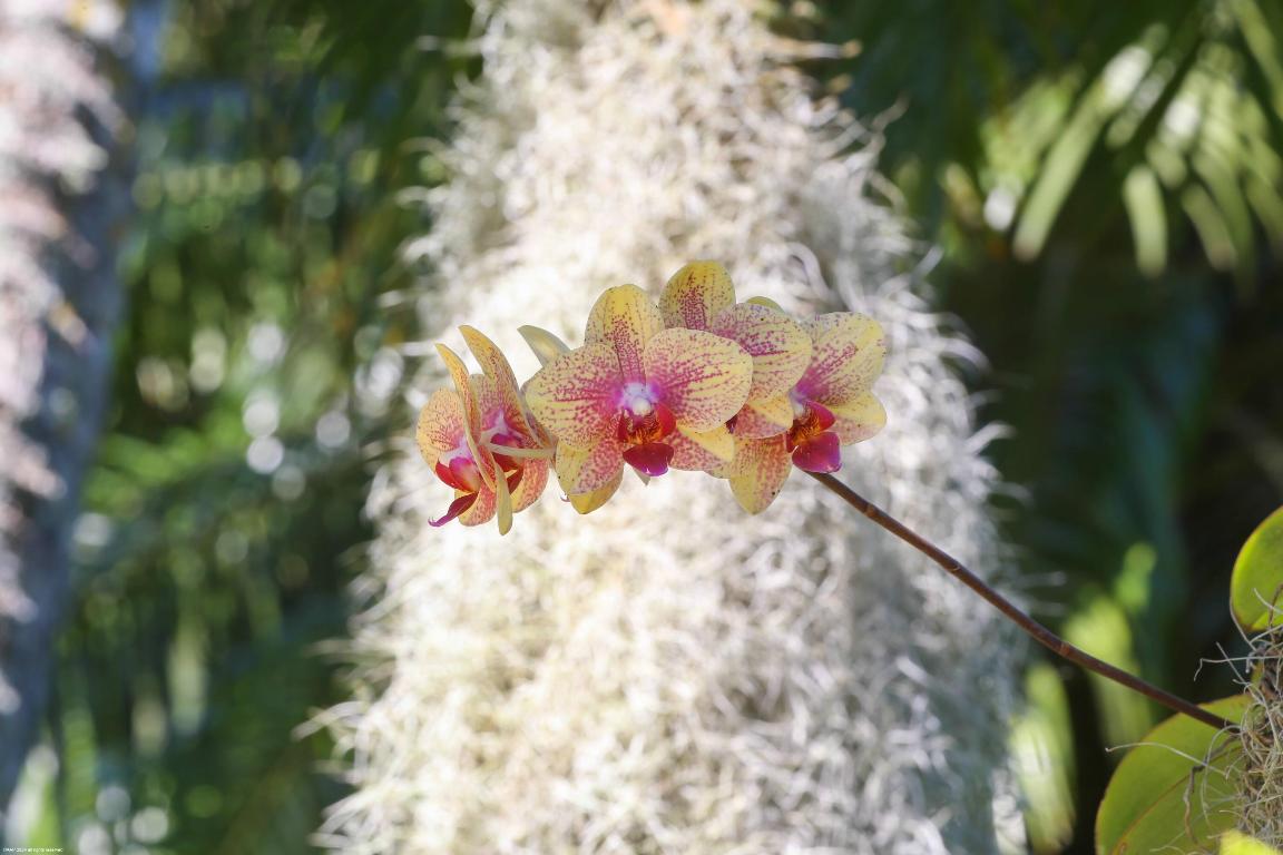 EQUESTRIAN CLUB ESTATES 1 - Residential